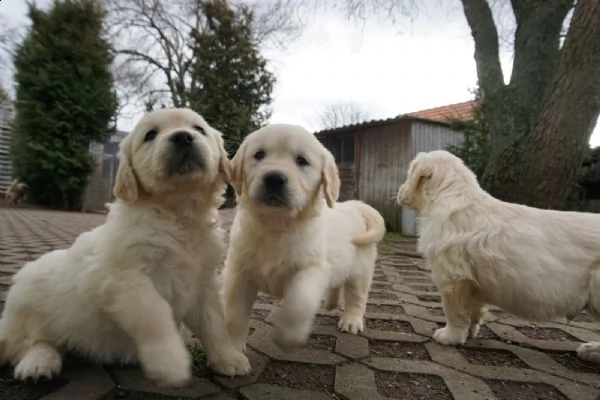 cuccioli di golden retriever - pedigree enci | Foto 1