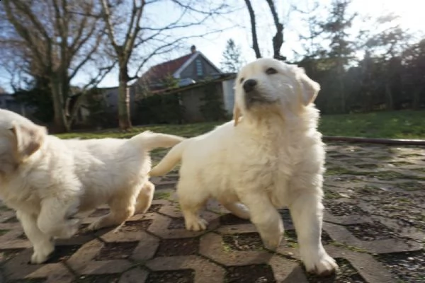 cuccioli di golden retriever - pedigree enci | Foto 0