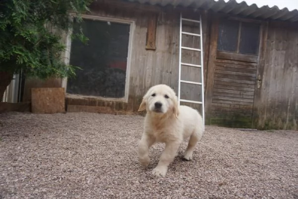 cuccioli di golden retriever - pedigree enci