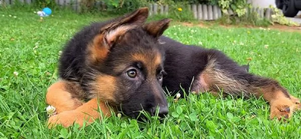 cuccioli di pastore tedesco | Foto 2