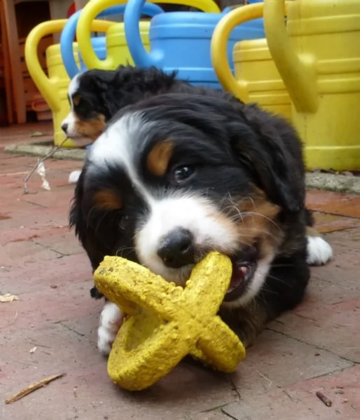 bovaro del bernese cuccioli disponibili | Foto 2