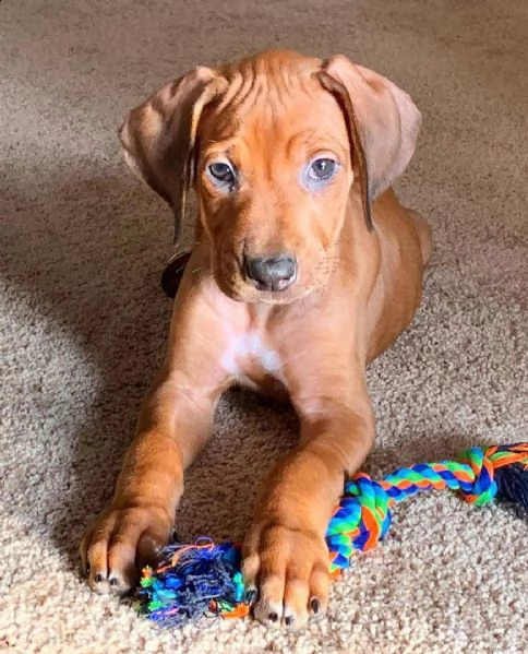 splendidi cuccioli di bracco ungherese - vizsla di due mesi, 