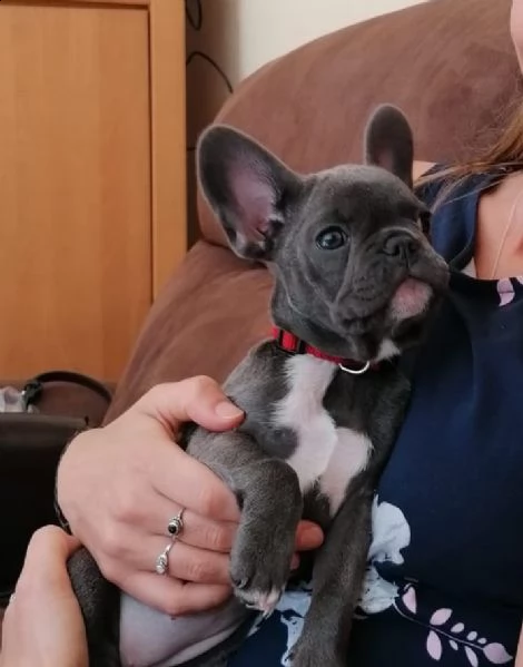 cuccioli di bulldog francese di qualità | Foto 0