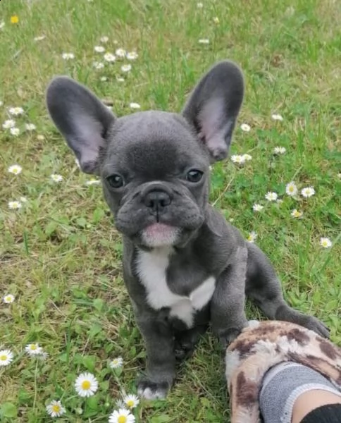 cuccioli di bulldog francese di qualità