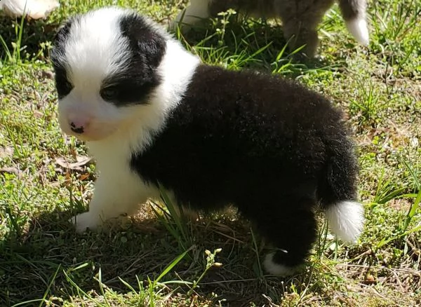 2femmine & 1 maschi, border collie rega-lo  | Foto 1