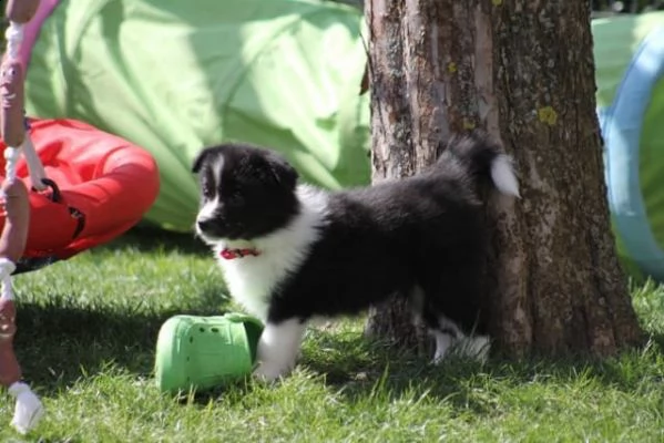 2femmine & 1 maschi, border collie rega-lo 