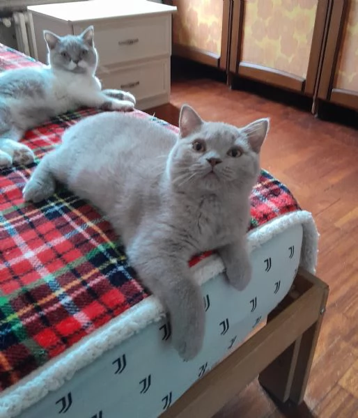 British shorthair  | Foto 0