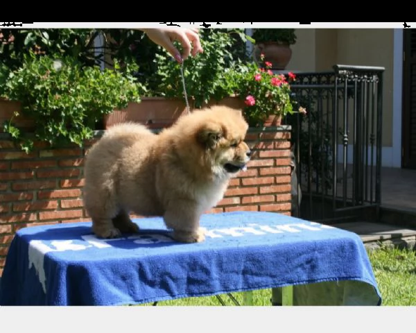 bellissimi cuccioli chow chow crema e fulvio | Foto 1