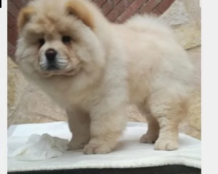 bellissimi cuccioli chow chow crema e fulvio