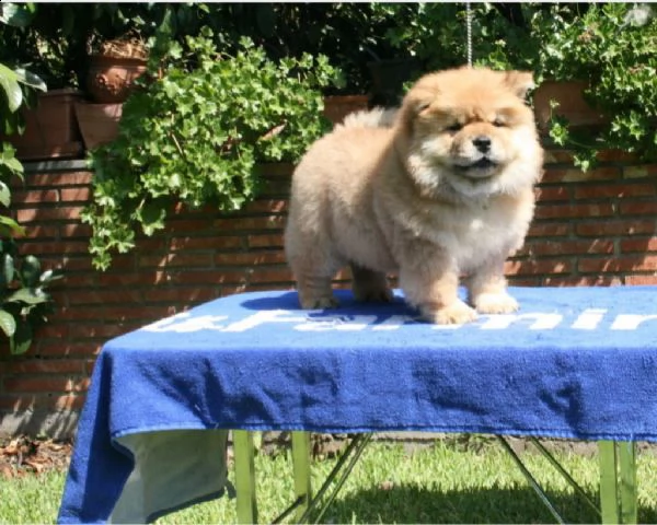 bellissimi cuccioli chow chow crema e fulvio | Foto 0