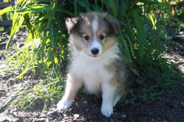 disponibili cuccioli shetland sheepdog