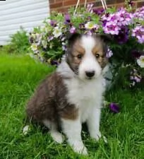 disponibili cuccioli shetland sheepdog | Foto 1