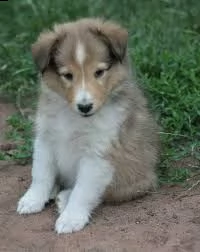 disponibili cuccioli shetland sheepdog | Foto 0