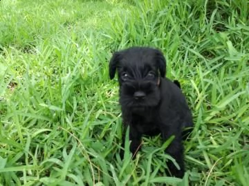 disponibili cuccioli schnauzer nano