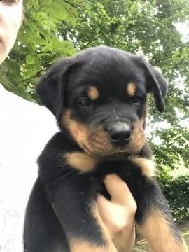 cuccioli di rottweiler con pedigree 