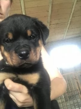 cuccioli di rottweiler con pedigree  | Foto 1