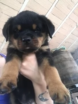 cuccioli di rottweiler con pedigree  | Foto 0