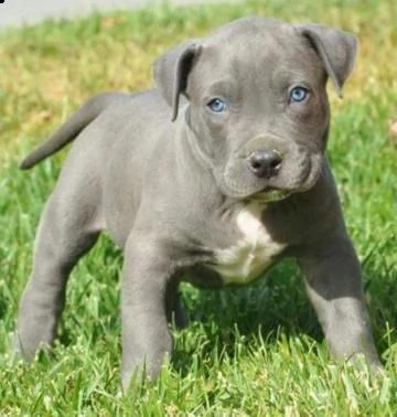 cuccioli american pitbull terrier