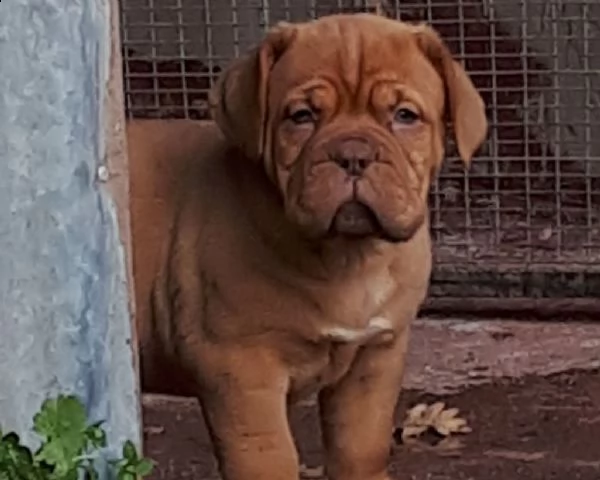 cuccioli dogue de bordeaux | Foto 1