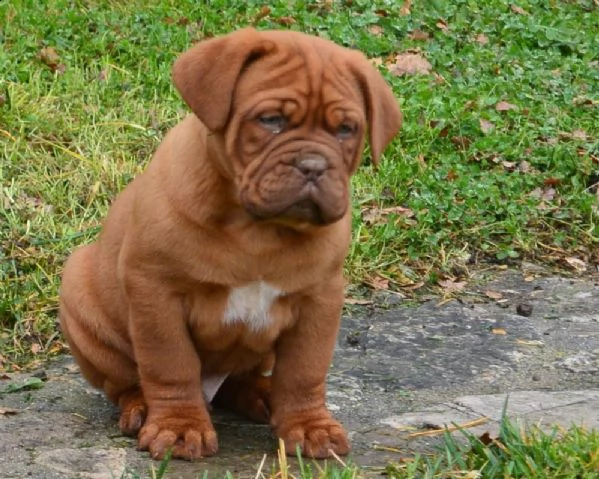 cuccioli dogue de bordeaux