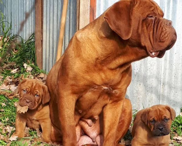 cuccioli dogue de bordeaux | Foto 0