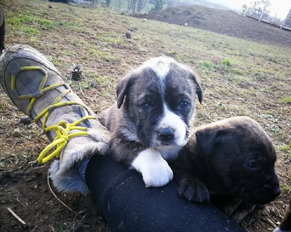 cucciolo alano femmina mantel tiger | Foto 2