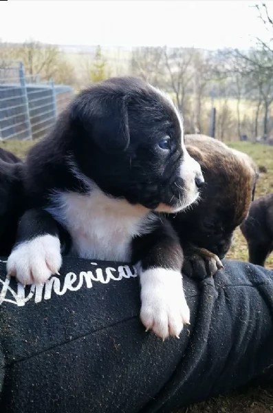 cucciolo alano femmina mantel tiger