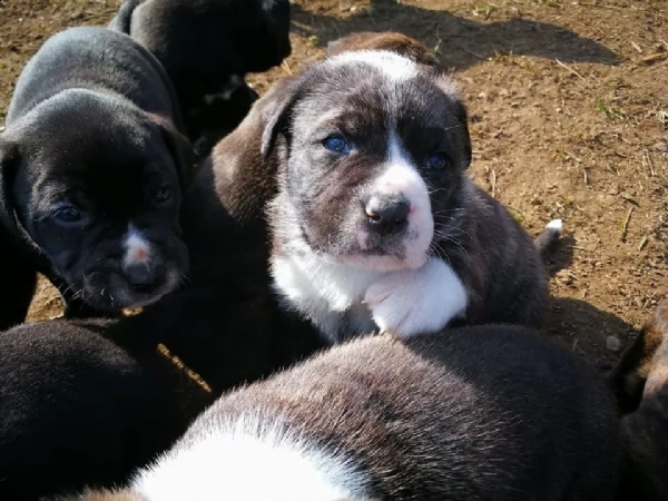 cucciolo alano femmina mantel tiger | Foto 1