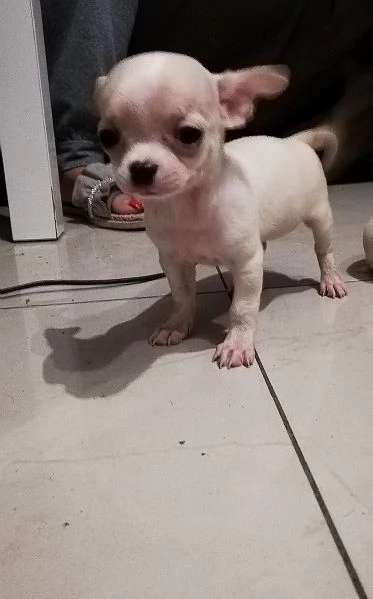 Cuccioli di chihuahua toy 