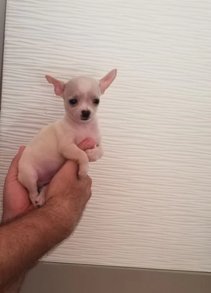 Cuccioli di chihuahua toy  | Foto 1