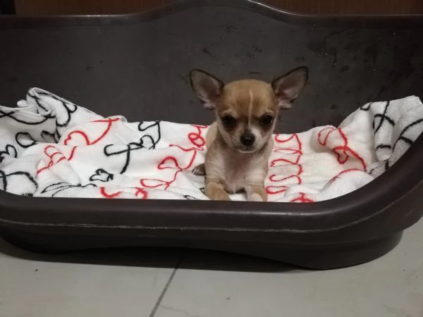 Cuccioli di chihuahua  | Foto 5