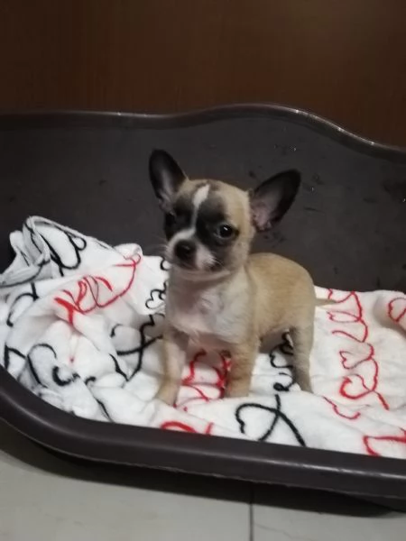 Cuccioli di chihuahua  | Foto 4