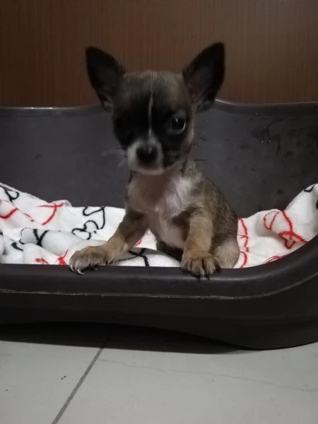 Cuccioli di chihuahua  | Foto 3