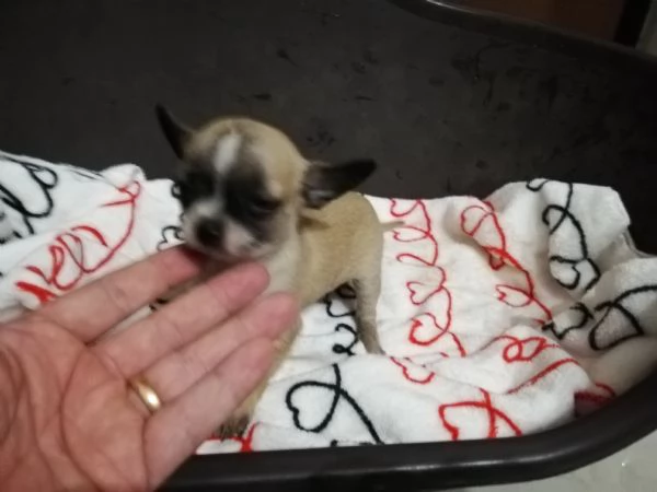 Cuccioli di chihuahua  | Foto 1