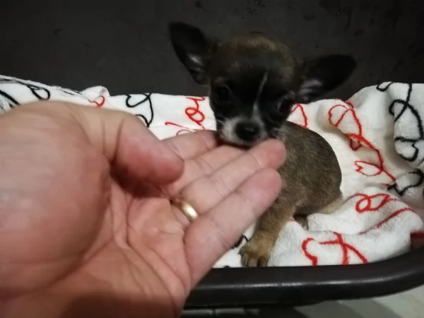 Cuccioli di chihuahua  | Foto 0