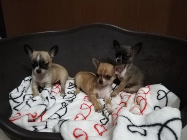 Cuccioli di chihuahua 