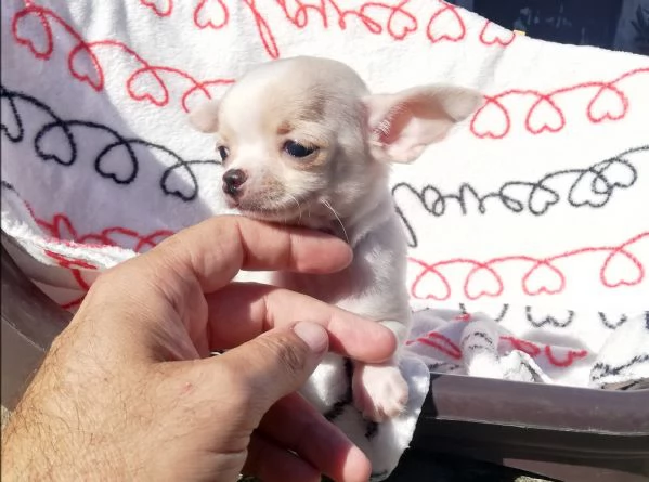 Cucciole di chihuahua toy  | Foto 4