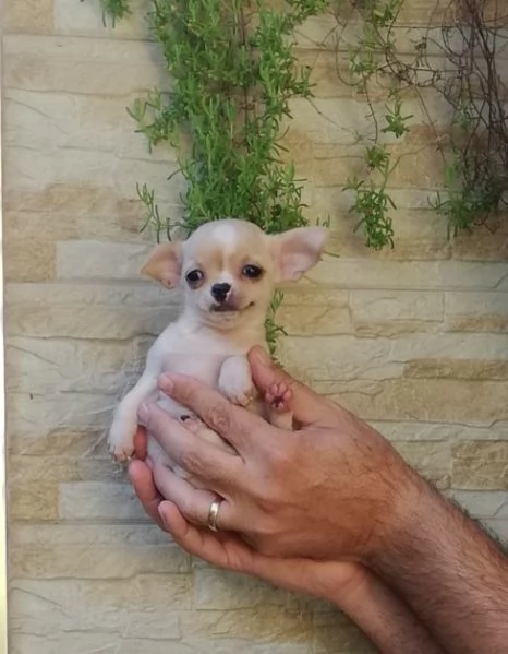 Cucciole di chihuahua toy 