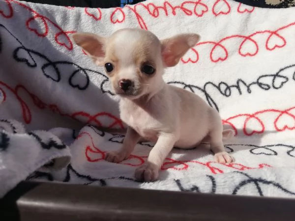 Cucciole di chihuahua toy  | Foto 3