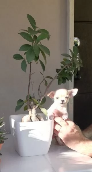 Cucciole di chihuahua toy  | Foto 1