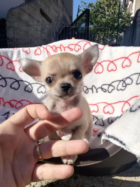 Cucciole di chihuahua toy  | Foto 0