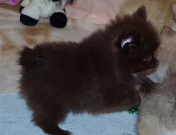 cuccioli pomerania disponibile