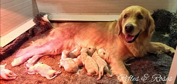 CUCCIOLI GOLDEN RETRIEVER PRESTIGIOSA GENEALOGIA