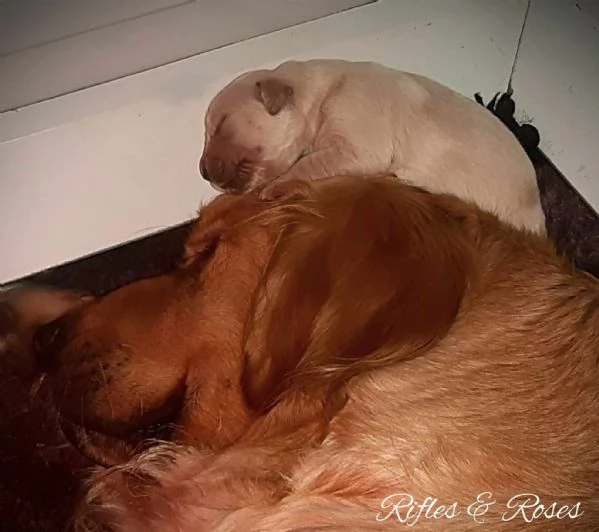 CUCCIOLI GOLDEN RETRIEVER PRESTIGIOSA GENEALOGIA | Foto 4