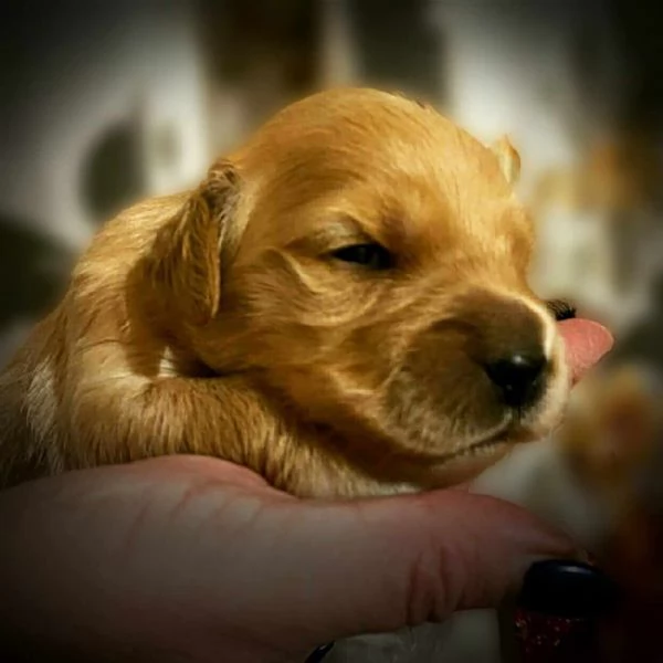 CUCCIOLI GOLDEN RETRIEVER PRESTIGIOSA GENEALOGIA | Foto 3