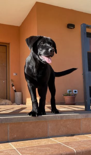 Cucciola di simil Labrador nero. | Foto 3