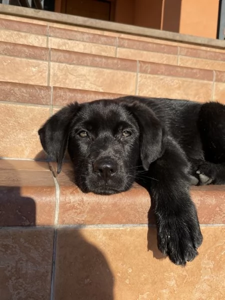 Cucciola di simil Labrador nero. | Foto 2