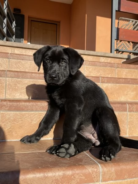 Cucciola di simil Labrador nero.