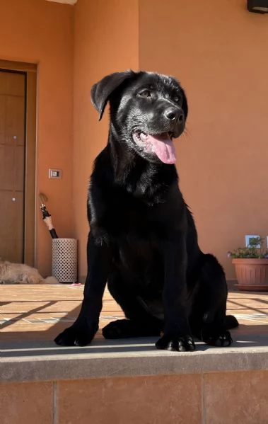 Cucciola di simil Labrador nero. | Foto 1