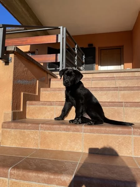 Cucciola di simil Labrador nero. | Foto 0